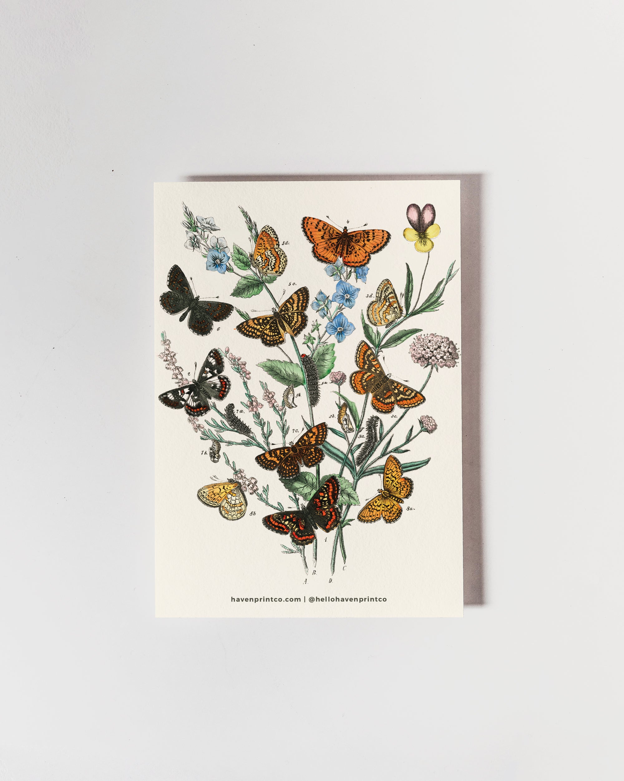 Butterfly Postcard