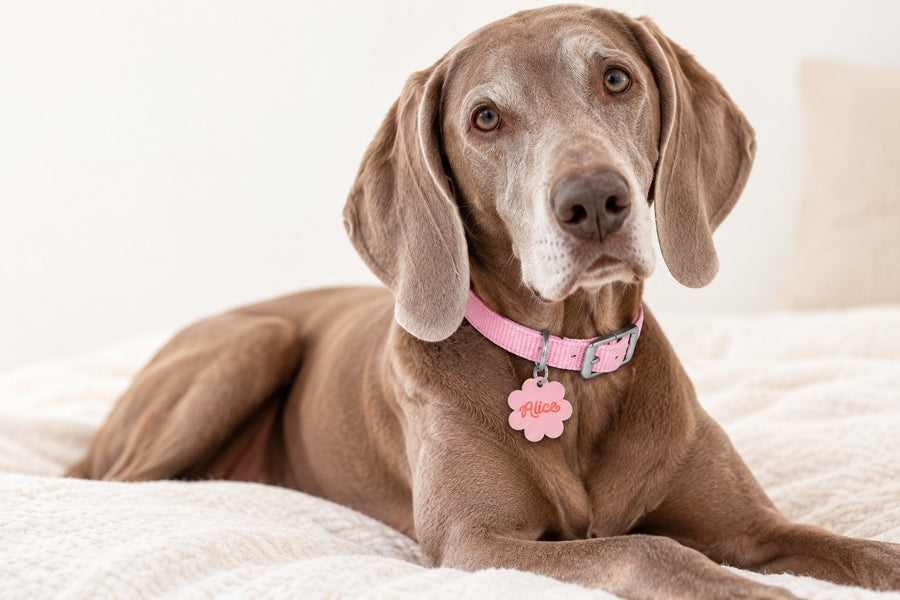 Retired lady of leisure