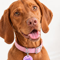 Chili the vizsla wearing her pink tag